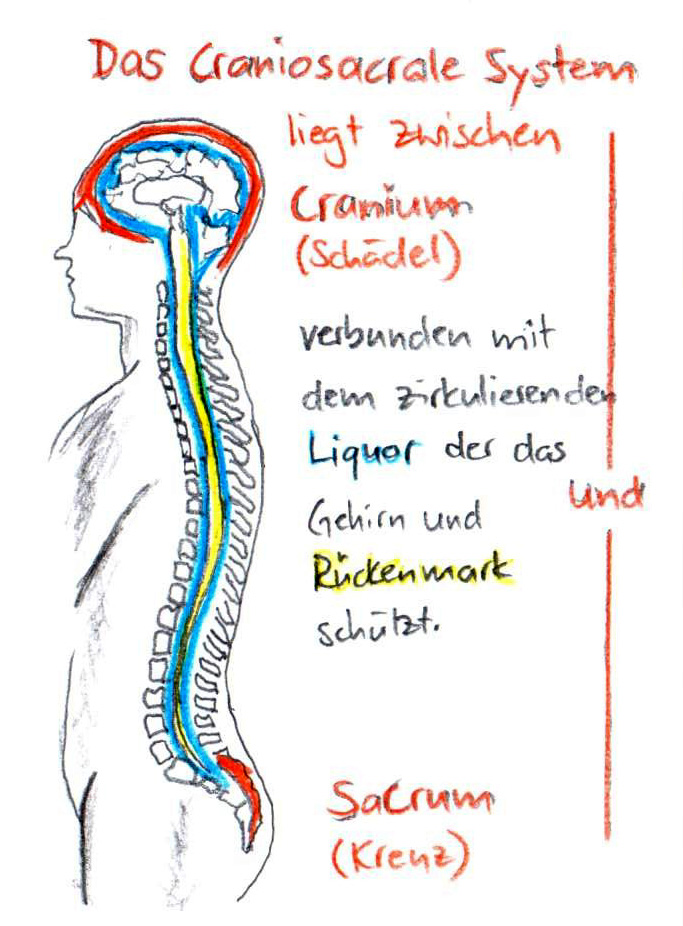 Craniosacral Therapie, das craniosacrale System